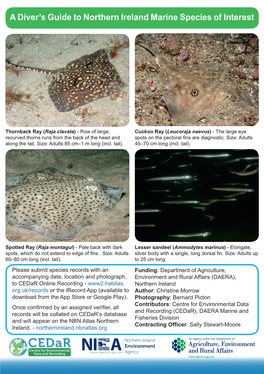 A Diver's Guide to Northern Ireland Marine Species of Interest