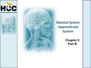 Skeletal System -Appendicular System