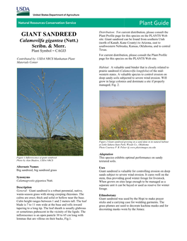 Giant Sandreed Plant Guide