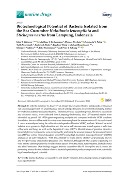 Biotechnological Potential of Bacteria Isolated from the Sea Cucumber Holothuria Leucospilota and Stichopus Vastus from Lampung, Indonesia