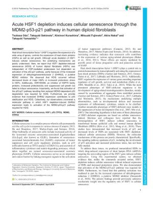 Acute HSF1 Depletion Induces Cellular Senescence Through the MDM2