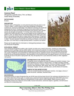 Common Reed Phragmites Australis (Cav.) Trin. Ex Steud. Grass Family (Poaceae)