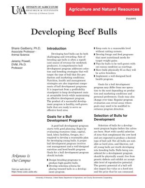 Developing Beef Bulls