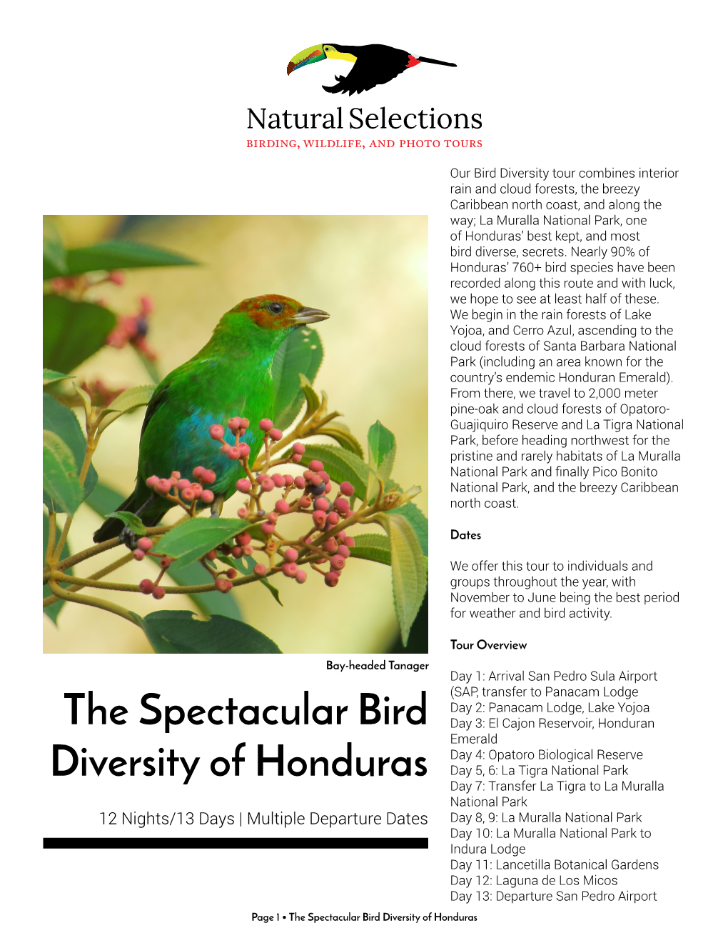 The Spectacular Bird Diversity of Honduras 12 Night/13 Day Itinerary
