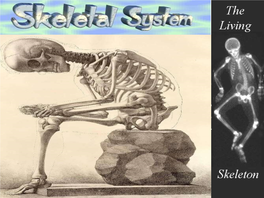 Axial Skeleton- Skull, Spinal Column  Appendicular Skeleton – Limbs and Girdle