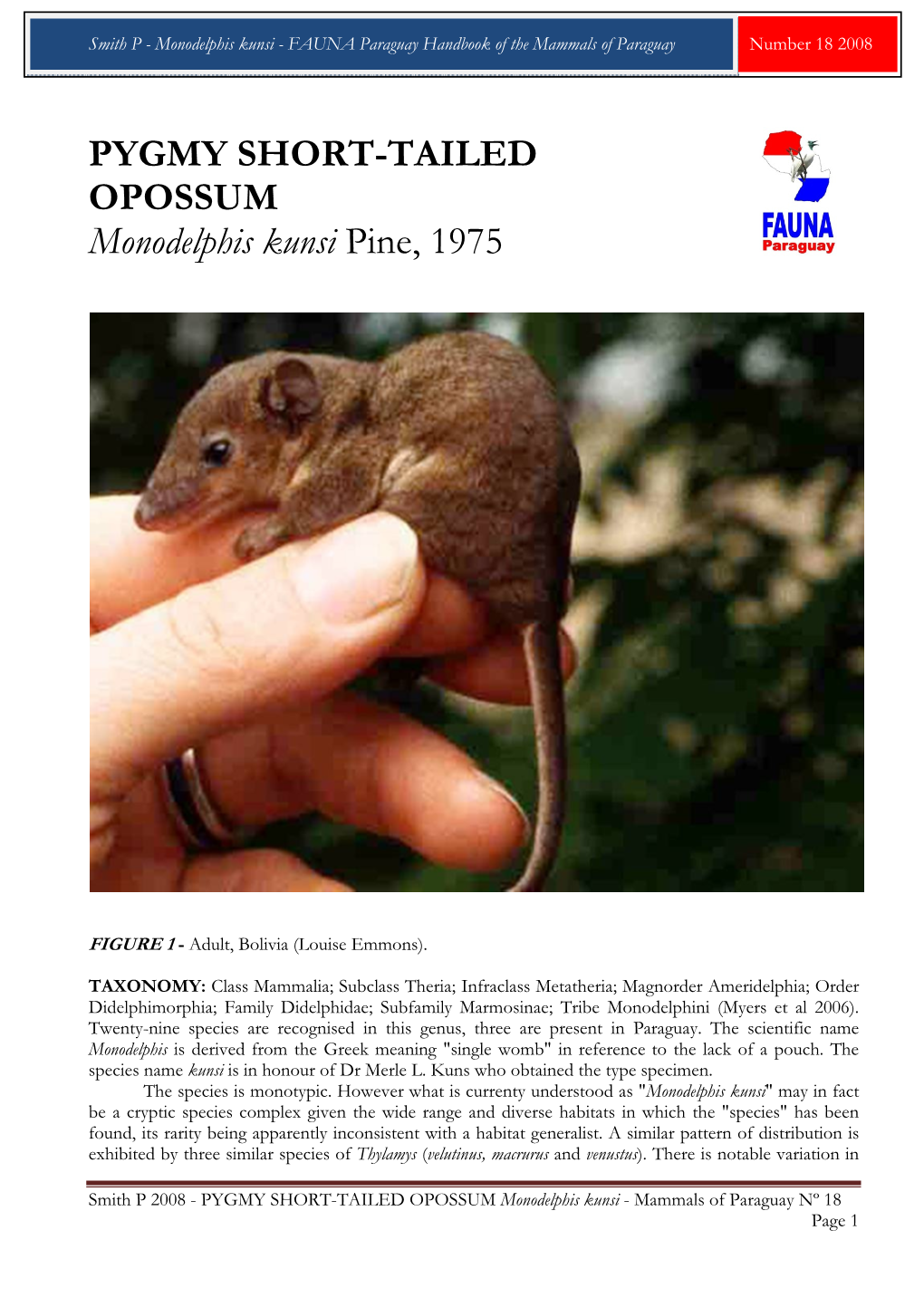 PYGMY SHORT-TAILED OPOSSUM Monodelphis Kunsi Pine, 1975