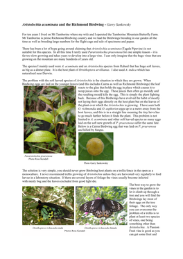 Aristolochia Acuminata and the Richmond Birdwing - Garry Sankowsky