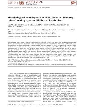 Morphological Convergence of Shell Shape in Distantly Related Scallop Species (Mollusca: Pectinidae)