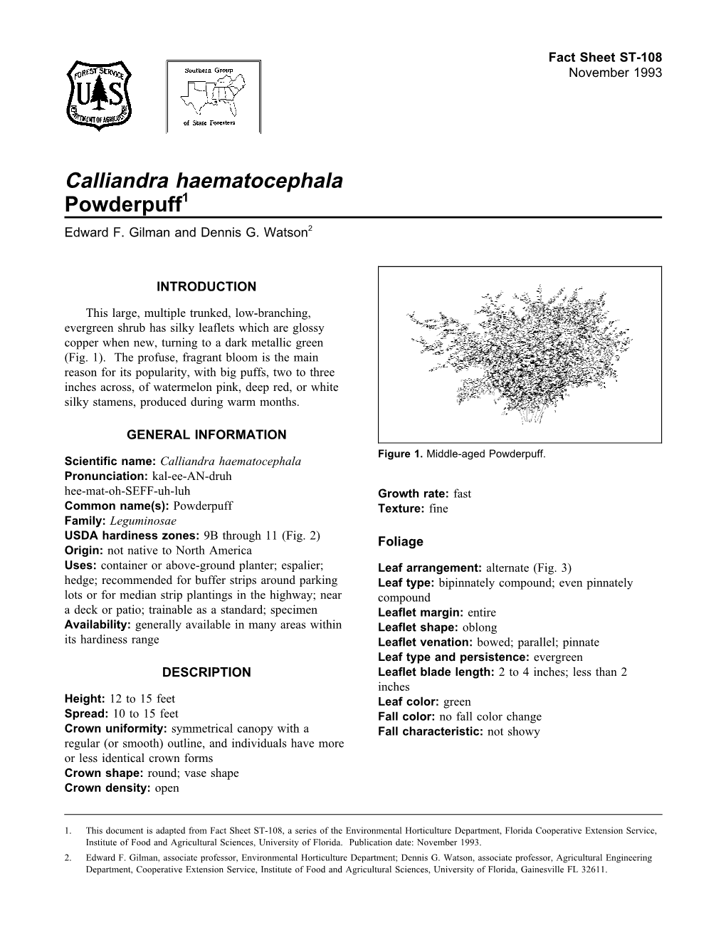 Calliandra Haematocephala Powderpuff1 Edward F