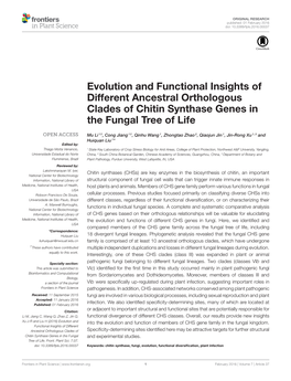 Evolution and Functional Insights of Different Ancestral Orthologous Clades of Chitin Synthase Genes in the Fungal Tree of Life
