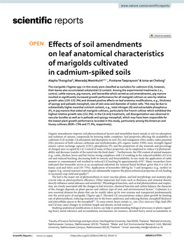 Effects of Soil Amendments on Leaf Anatomical Characteristics