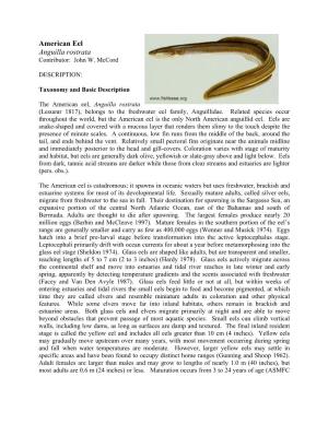 American Eel Anguilla Rostrata Contributor: John W