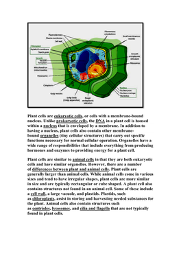 Plant Cells Are Eukaryotic Cells, Or Cells with a Membrane-Bound Nucleus