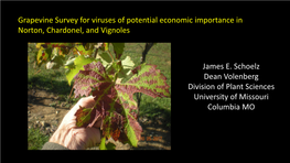 Grapevine Survey for Viruses of Potential Economic Importance in Norton, Chardonel, and Vignoles