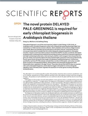 The Novel Protein DELAYED PALE-GREENING1 Is Required For