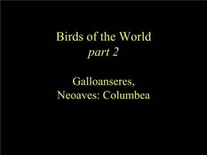 Columbiformes ~ Pterocliformes ~ Mesitornithiformes