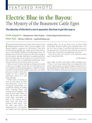 Electric Blue in the Bayou: the Mystery of the Beaumont Cattle Egret the Identity of This Bird Is Not in Question