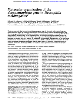 Decapentaplegic Gene in Drosophila Melanogaster