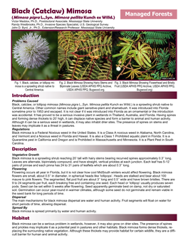 (Catclaw) Mimosa Managed Forests (Mimosa Pigra L.,Syn