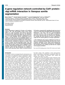 A Gene Regulation Network Controlled by Celf1 Protein– Rbpj Mrna Interaction in Xenopus Somite Segmentation