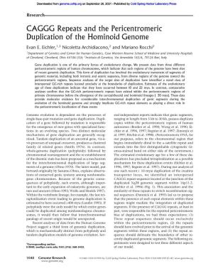 CAGGG Repeats and the Pericentromeric Duplication of the Hominoid Genome