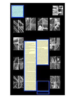 Scorpion Tufts.Pdf