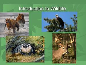 History & Importance of Wildlife Conservation