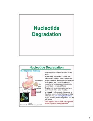Nucleotide Degradation