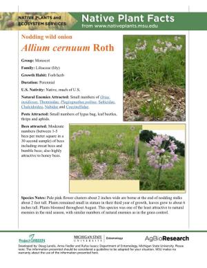 Nodding Wild Onion Allium Cernuum Roth