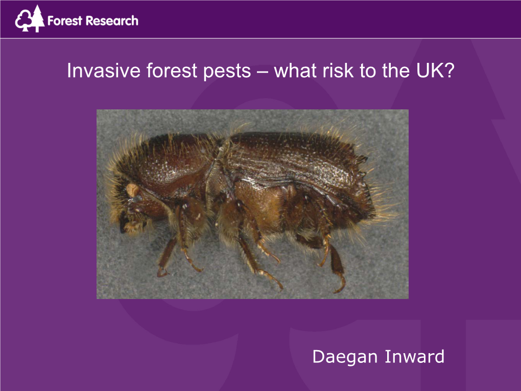 Invasive Forest Pests – What Risk to the UK?