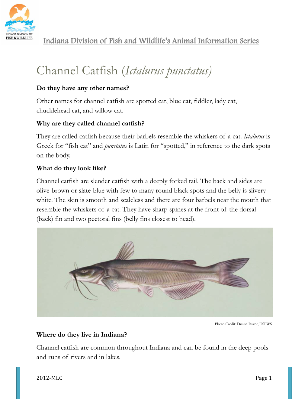 Channel Catfish (Ictalurus Punctatus)