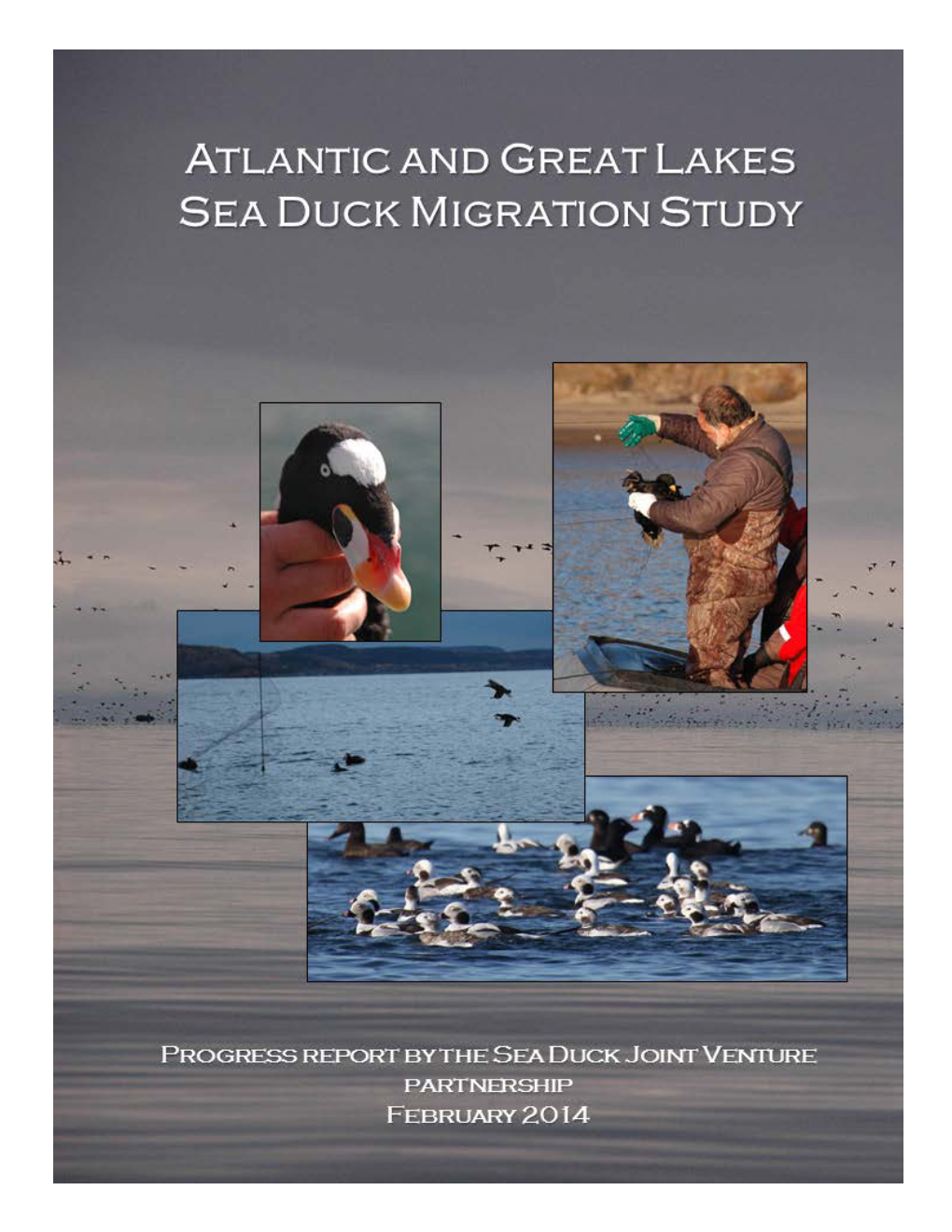 Atlantic and Great Lakes Sea Duck Migration Study February 10, 2014 Progress Report February 2014