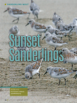 Sunset Sanderlings