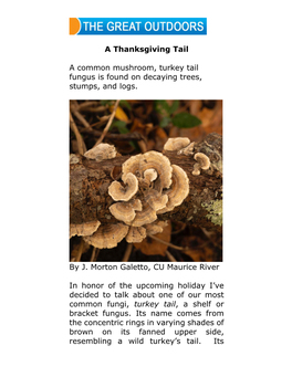 Turkey Tail Fungus Is Found on Decaying Trees, Stumps, and Logs