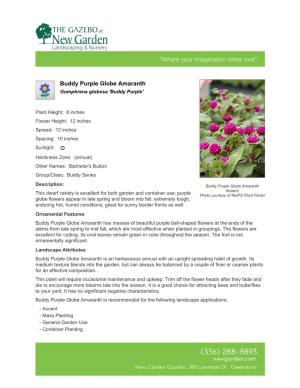 New Garden Landscaping & Nursery Buddy Purple Globe Amaranth