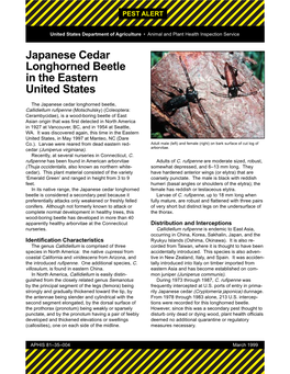 Japanese Cedar Longhorned Beetle in the Eastern United States