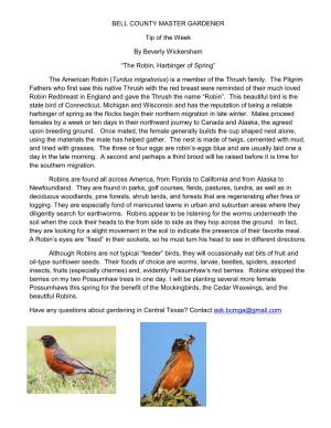 The American Robin (Turdus Migratorius) Is a Member of the Thrush Family