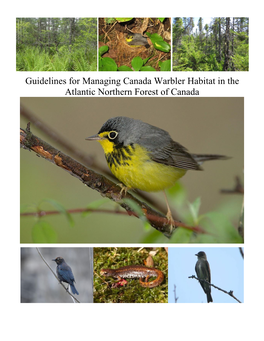 Guidelines for Managing Canada Warbler Habitat in the Atlantic Northern Forest of Canada