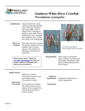 Southern White River Crawfish Procambarus Zonangulus