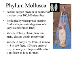 Phylum Mollusca • Second-Largest Phylum in Number of Species- Over 100,000 Described