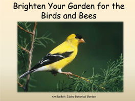 Brighten Your Garden for the Birds and Bees