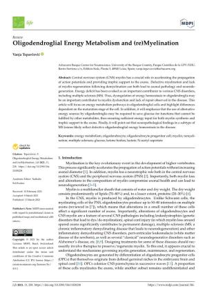 Oligodendroglial Energy Metabolism and (Re)Myelination