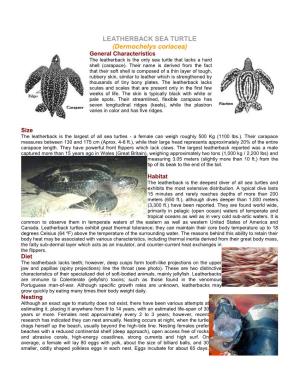 LEATHERBACK SEA TURTLE (Dermochelys Coriacea) General Characteristics the Leatherback Is the Only Sea Turtle That Lacks a Hard Shell (Carapace)