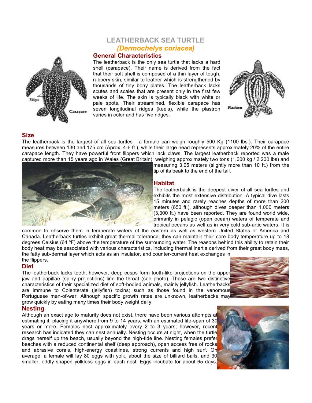 LEATHERBACK SEA TURTLE (Dermochelys Coriacea) General Characteristics ...