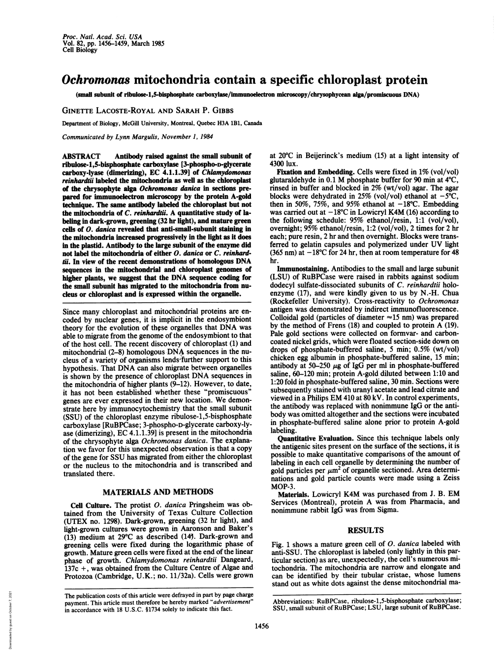 Ochromonas Mitochondria Contain a Specific Chloroplast Protein