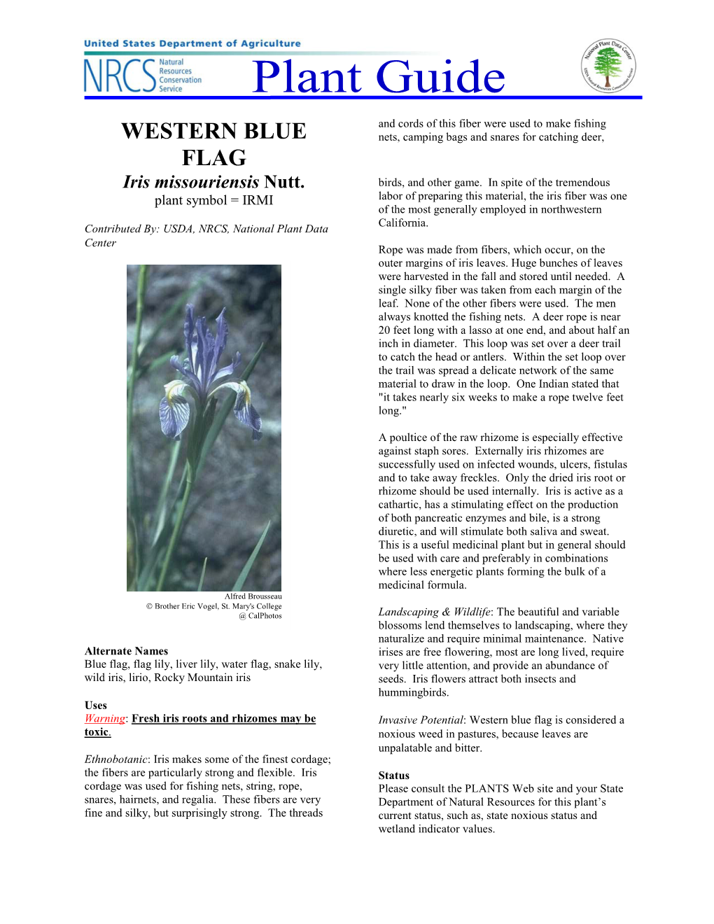 Western Blue Flag Is Considered a Toxic