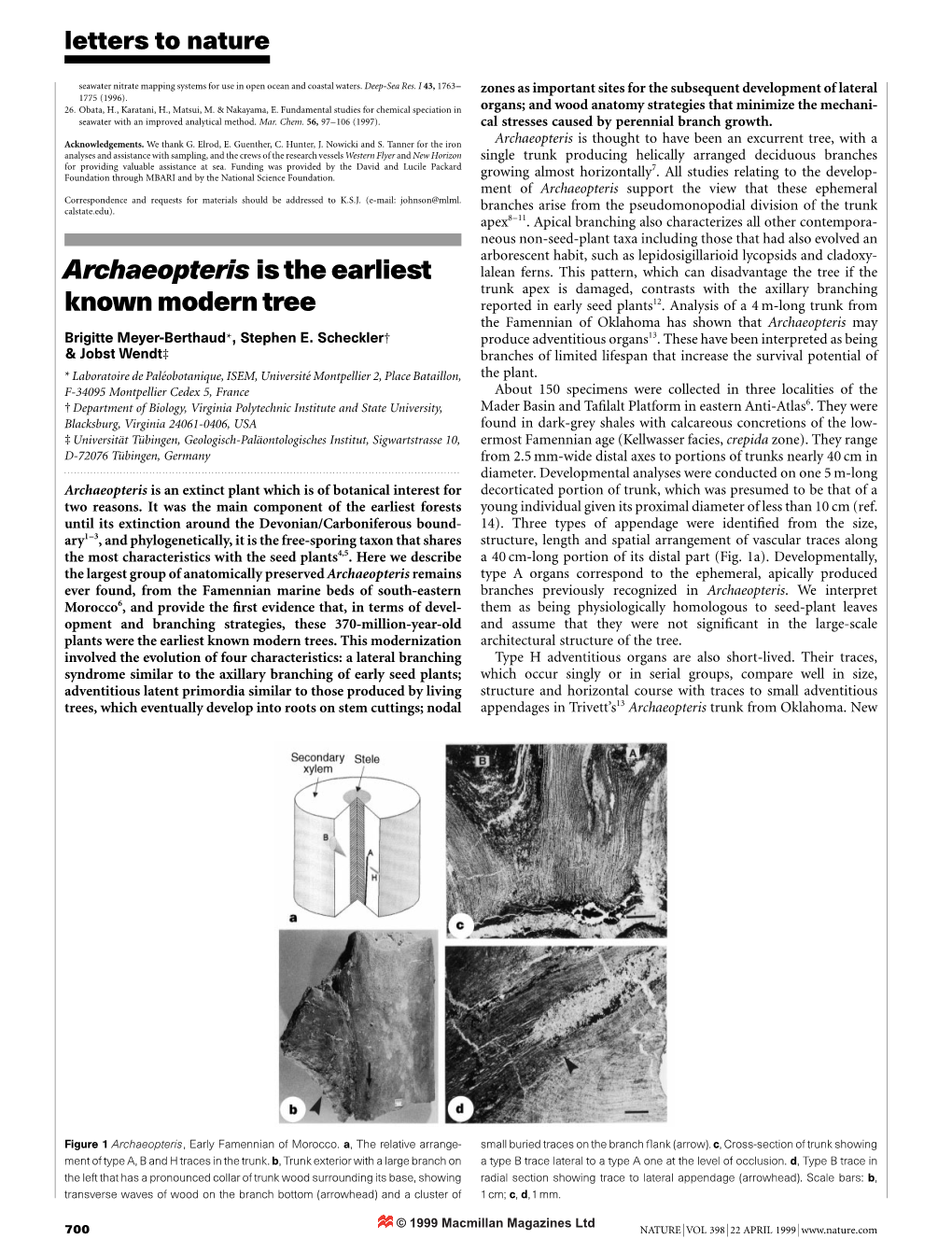 Archaeopteris Is the Earliest Known Modern Tree