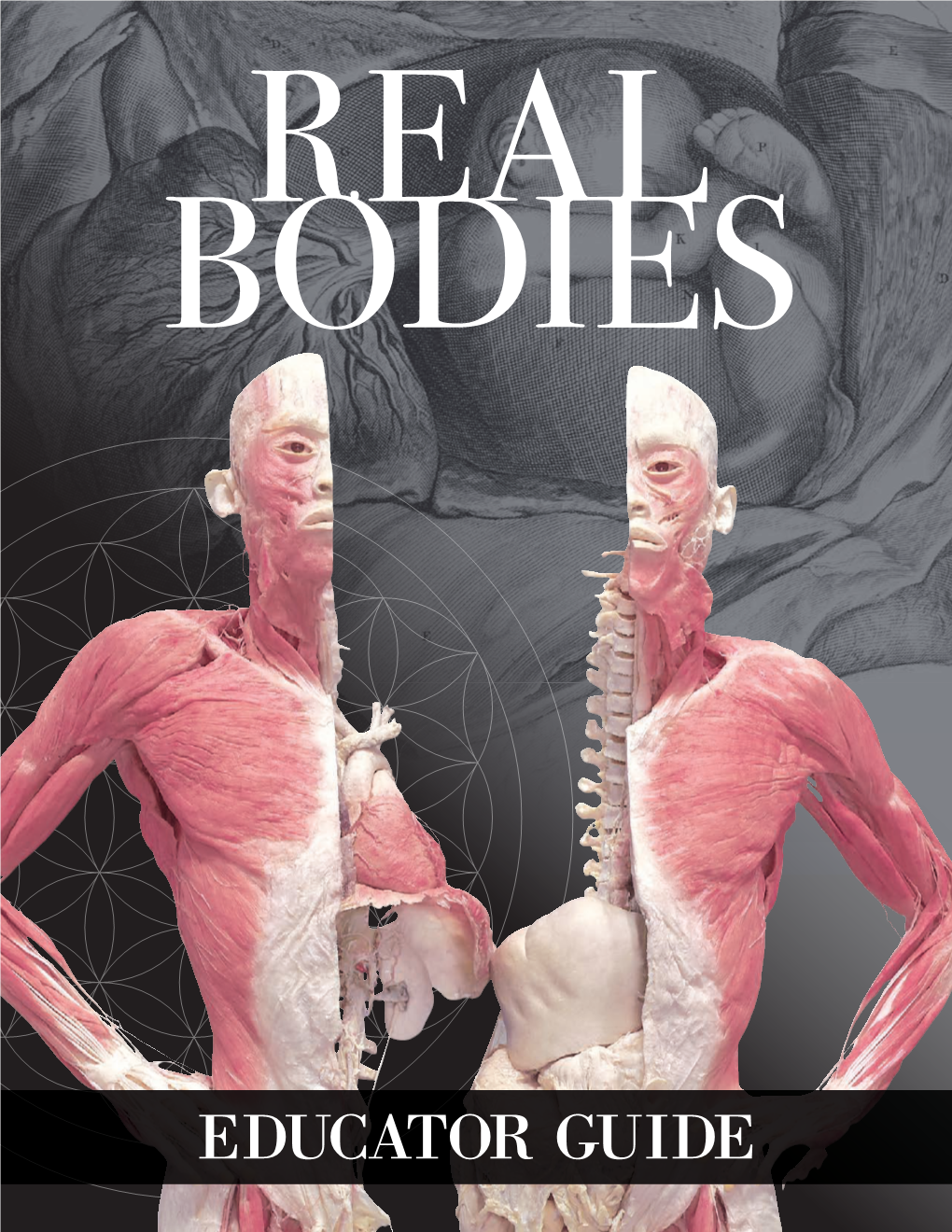 Real Bodies Educator Guide