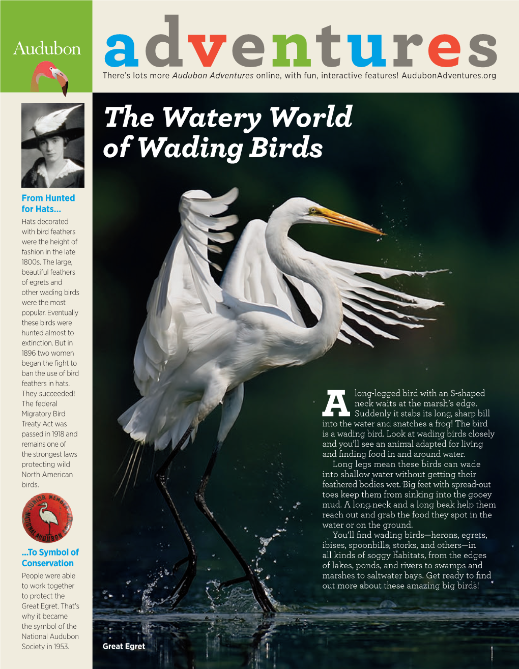 The Watery World of Wading Birds