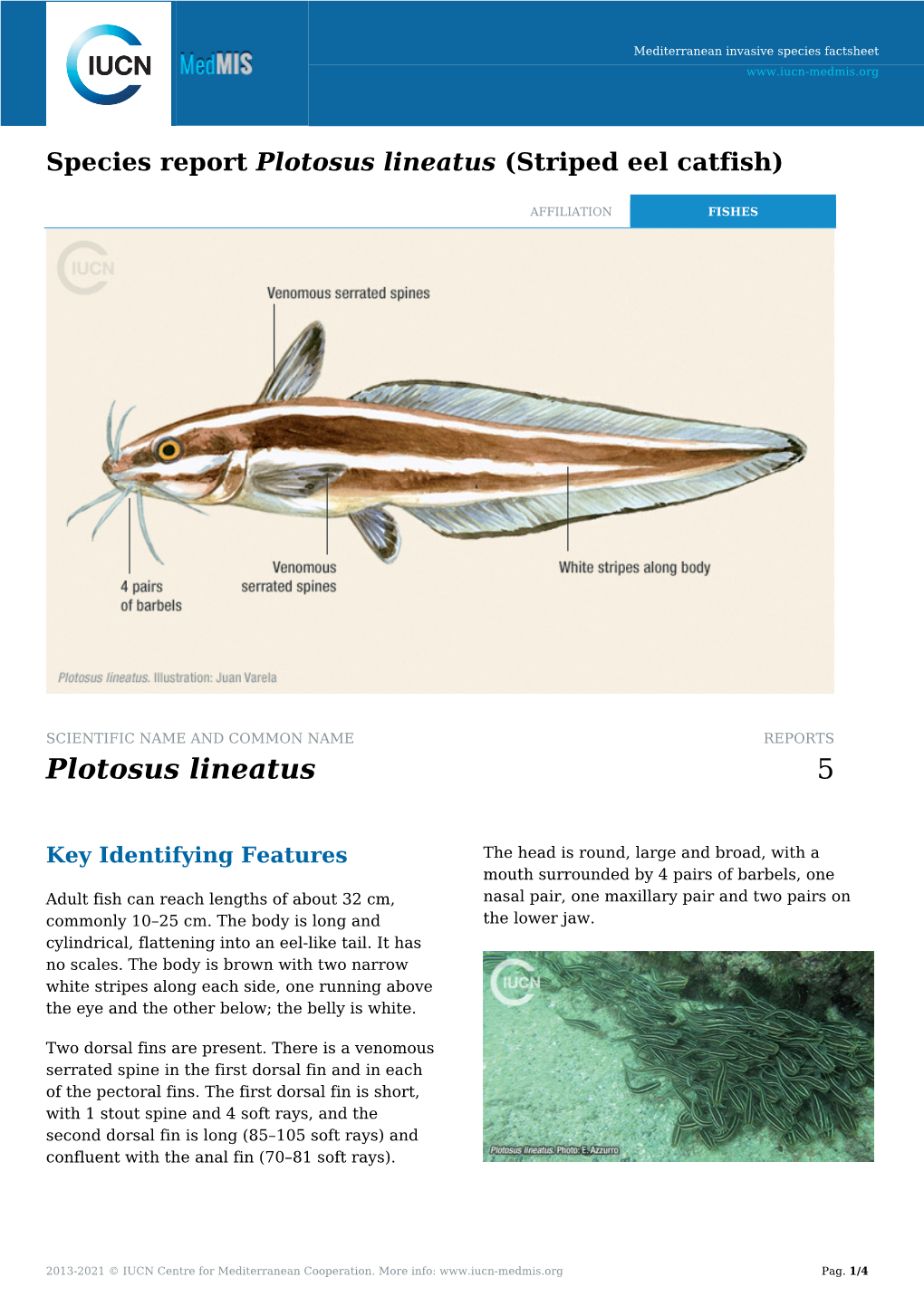 Species Report Plotosus Lineatus (Striped Eel Catfish)